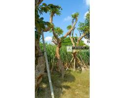 Pohon Kamboja Fosil Kualitas Premium - Tabanan