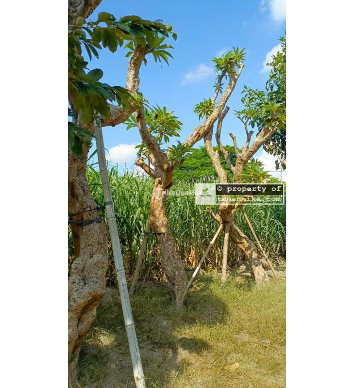 Pohon Kamboja Fosil Kualitas Premium - Tabanan