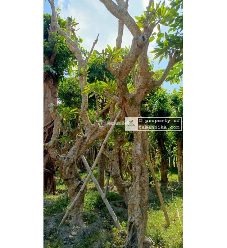 Pohon Kamboja Fosil Kualitas Premium - Tabanan