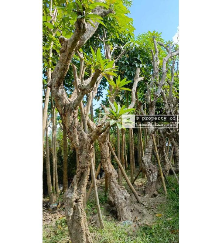 Pohon Kamboja Fosil Kualitas Premium - Tabanan