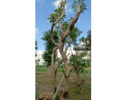 Supplier Pohon Kamboja Fosil, Stok Banyak Langsung Petani - Bali