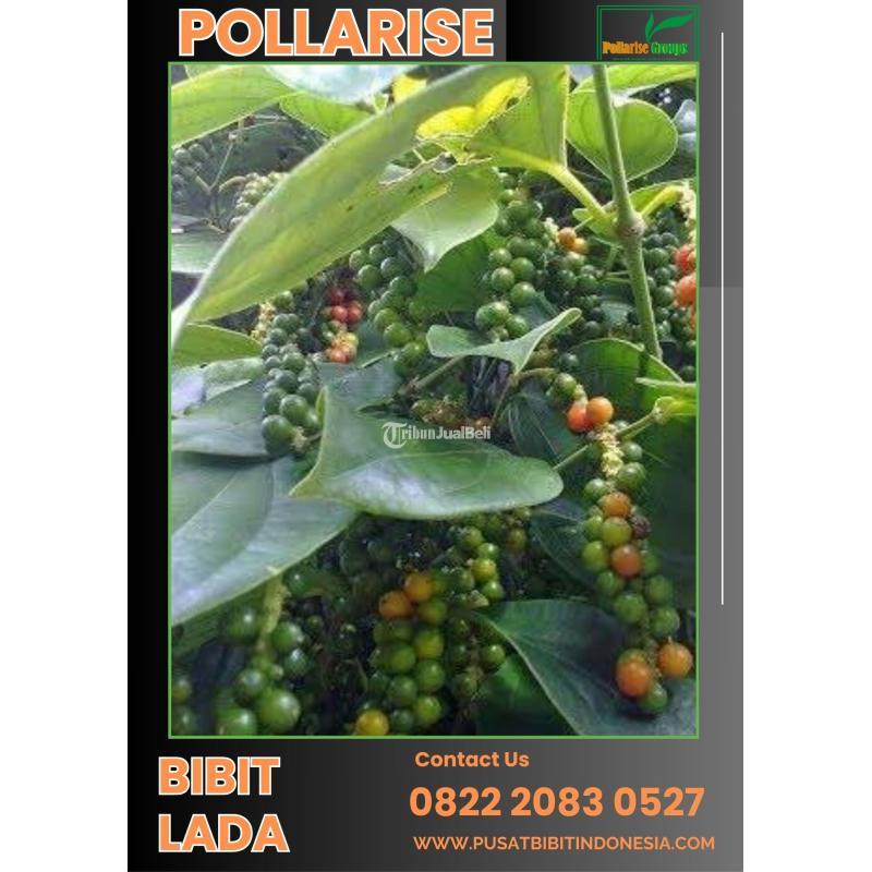 Pusat Bibit Lada Perdu - Palembang