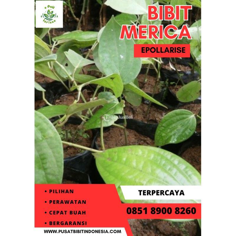 Pusat Bibit Lada di Malang - Tribun JualBeli
