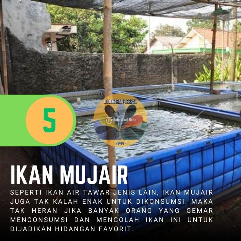 Kolam Ikan Bisa Custom - Purwakarta