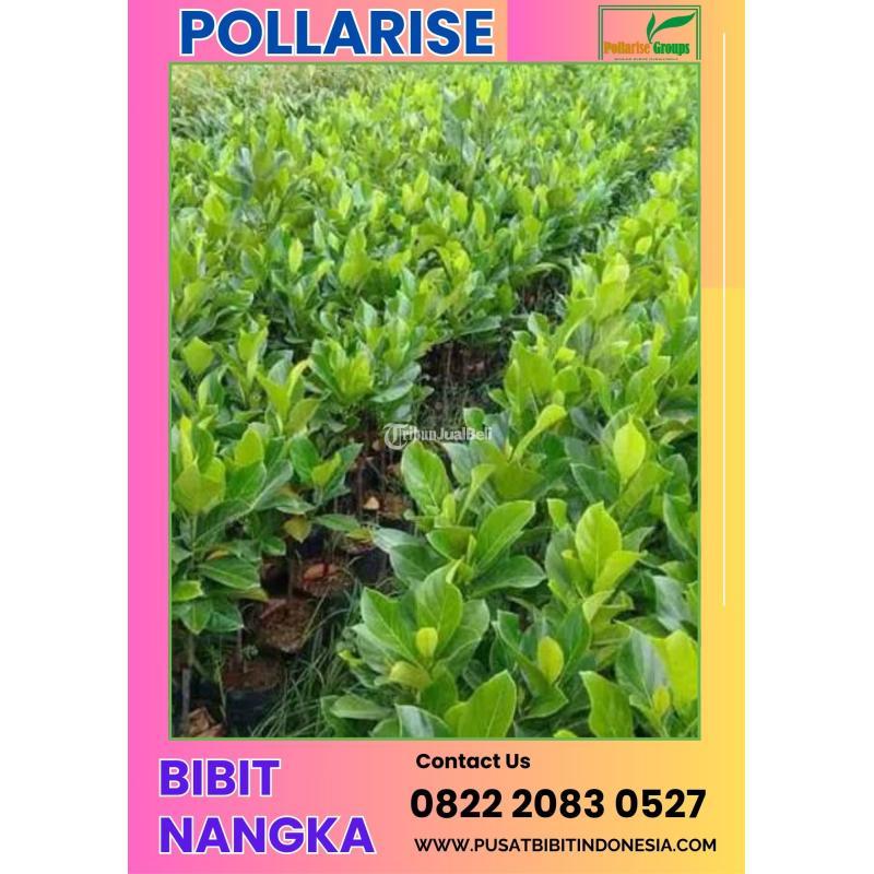 Pollarisee  Harga Bibit Nangka Mini - Magelang