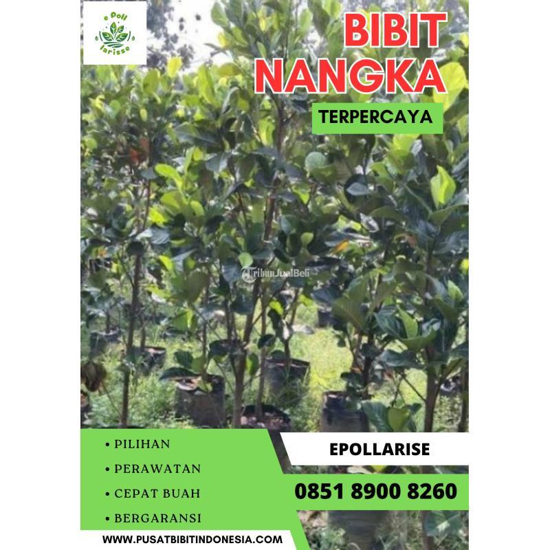 Tsel Epollarise Harga Bibit Nangka Madu - Pati