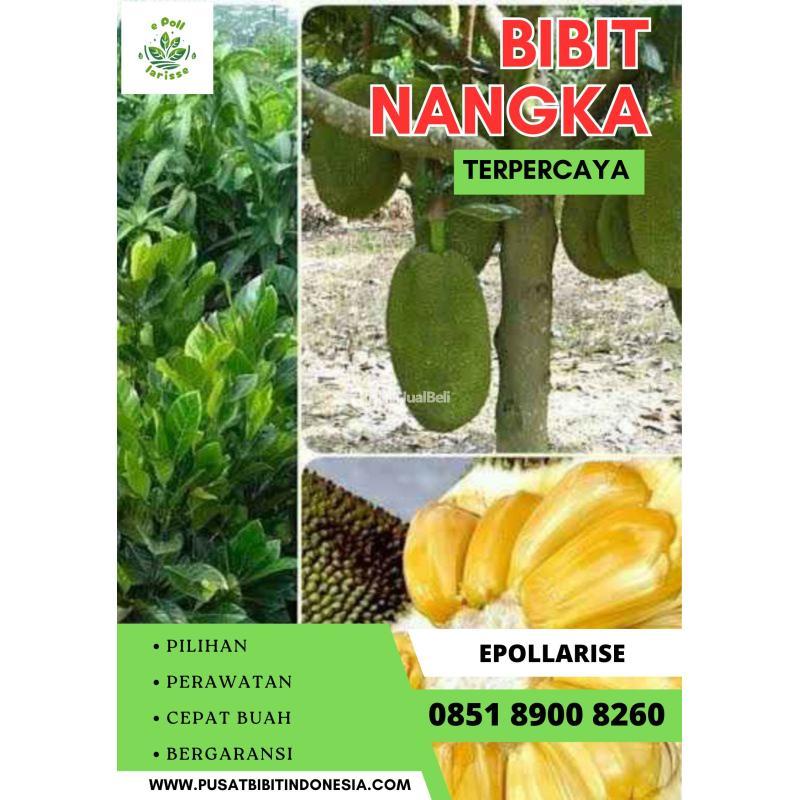 Tsel Epollarise Harga Bibit Nangka Madu - Pati