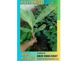 Tsel Jua Bibit Pisang Cavendish - Klaten