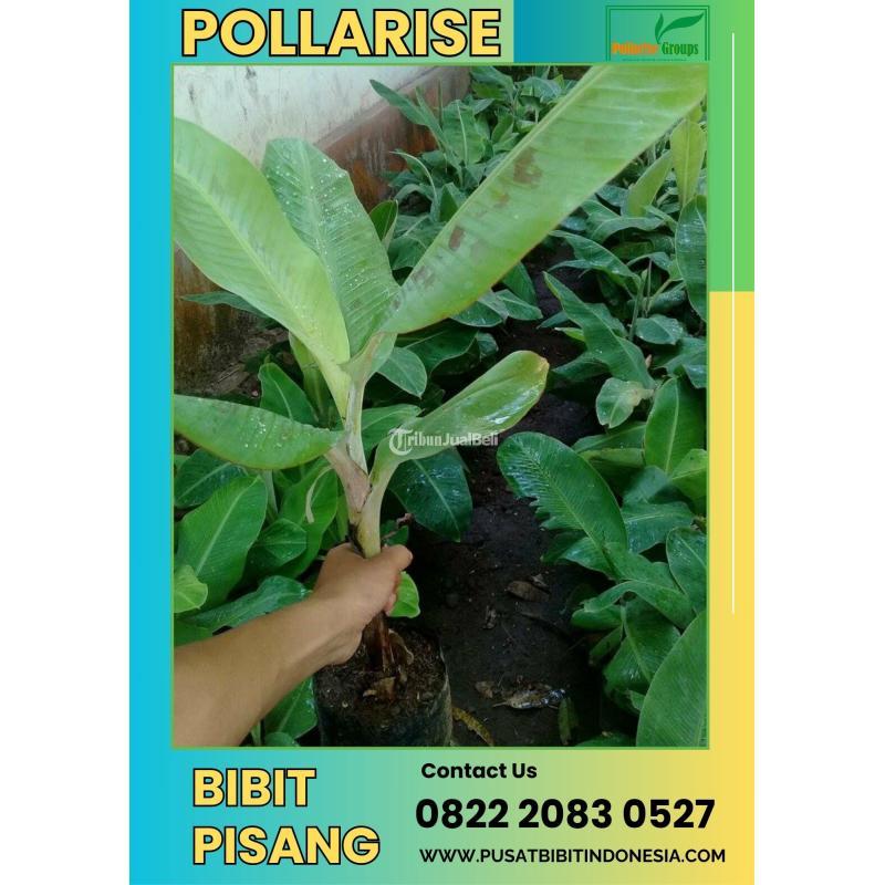 Tsel Jua Bibit Pisang Cavendish - Klaten