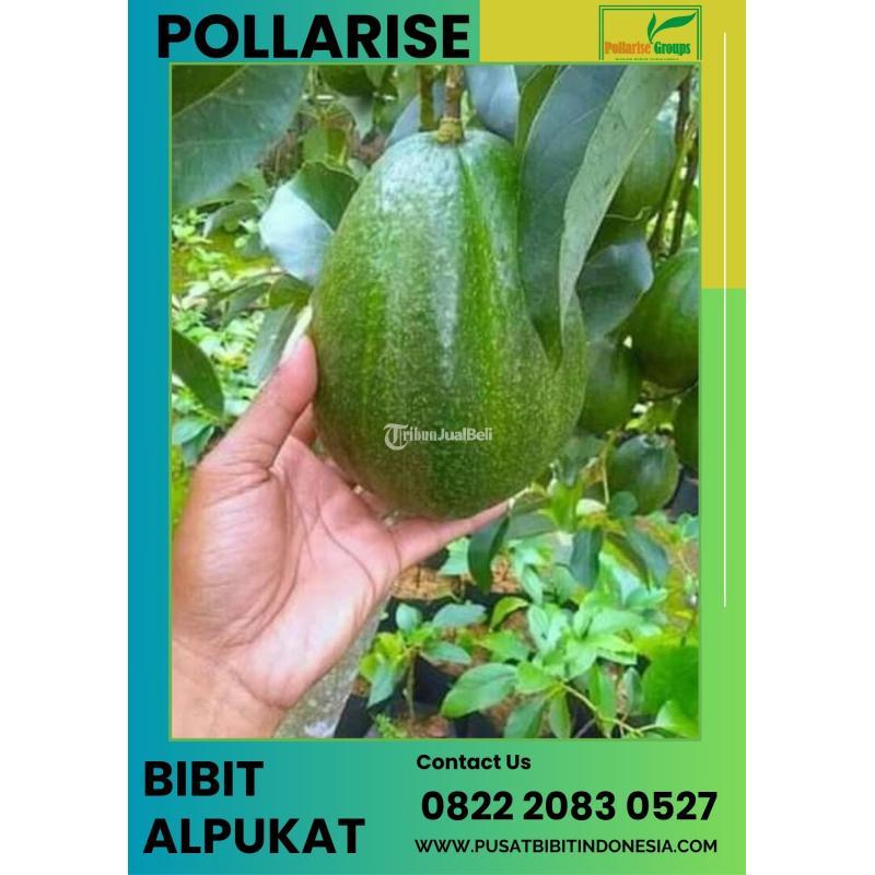 TSEL Sentral Bibit Alpukat Mentega Miki - Madiun 