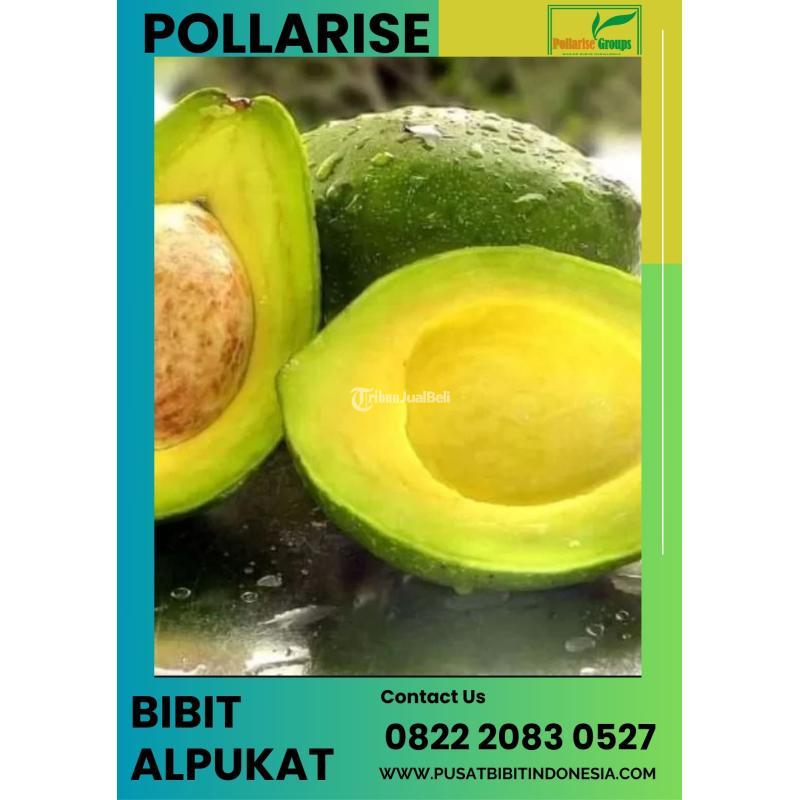 TSEL Sentral Bibit Alpukat Mentega Super - Kudus
