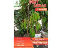  Tsel  Bibit Durian Bagus Terbaik - Lumajang