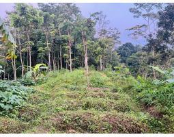 Jual Sawah 600 m2 Murah 100 Juta Tawangmangu - Karanganyar