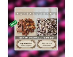 Tempat Biji Mahoni - Sleman