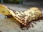 Risih Rumah Penuh dengan Semut? Begini Cara Ampuh Mengusir Semut dari Rumah