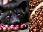 Selain Menghasilkan Kopi yang Enak, Luwak Juga Bisa Tularkan Rabies?
