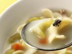 Sering Dianggap Remeh, Ini Alasan Kenapa Kamu Harus Segera Buang Makanan yang Sudah Dihinggapi Lalat
