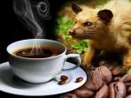 Jangan Hanya Tahu Soal Harga Mahalnya Saja, Inilah Fakta-fakta Unik Kopi Luwak yang Jarang Diungkap, Salah Satunya Bikin Bangga