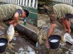 Sempat Viral Orang Memandikan Buaya, Peneliti Buaya Berkomentar Tentang Si 'Kojek'! Pantas Koq Seperti Itu!