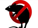 Tak Disadari Hal-hal Ini Berpontensi Membuat Tikus Betah Bersarang di Rumahmu, Yuk Cegah dan Atasi Sedini Mungkin!