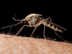 Selain Mencari Mangsa Berbadan Besar, Ini Hal Lain yang Bikin Nyamuk Gemar Lebih Banyak Gigit Kita