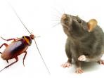 Terganggu dengan Adanya Tikus & Kecoa di Rumah? Yuk Halau Mereka dengan Bahan Alami Ramah Lingkungan Ini