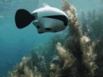 Mengejutkan! Dikira Seekor Ikan, Ternyata Alat yang Bisa Berenang di Air ini Bisa Jadi Mata-Mata