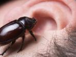Jangan Panik! Ini Tips Jika Telingamu Kemasukan Serangga!