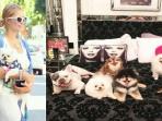 Bak Istana, Begini Penampakan Rumah Anjing Milik Paris Hilton yang Bakal Bikin Baper