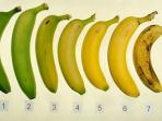 Dari 7 Pisang Ini, Manakah yang Paling Sehat dan Mengandung Gizi Paling Tinggi?