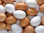 Manakah yang Lebih Baik & Lebih Sehat, Telur Ayam Kampung atau Negeri?
