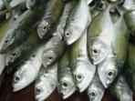 Meski Harganya Jauh Lebih Murah, Ikan Ini Punya Kandungan Gizi yang Lebih Tinggi Dibanding Salmon