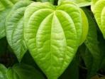 Kata Ahli Soal Daun Sirih yang Mampu Menyembuhkan Mata Minus