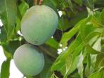 7 Khasiat Daun Mangga bagi Kesehatan Anda, Salah Satunya Obati Diabetes