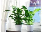 8 Tanaman Ini Bantu Murnikan Udara di Sekitar Rumah
