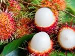 Tak Hanya Buahnya, Inilah Manfaat Luar Biasa Konsumsi Biji dan Kulit Rambutan
