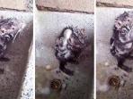 Viral Video Seekor Tikus sedang Mandi seperti Manusia, Fakta Mencengangkan Inilah yang Terjadi!