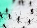Dari Memiliki 47 Gigi Hingga 100 Kaki, Inilah Fakta-Fakta Tentang Nyamuk yang Jarang Diketahui