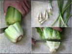 Biar Hemat, Tanam Kembali 6 Sisa Sayur dengan Cara Ini