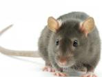 Rumah Banyak Tikus? Perhatikan 3 Hal Ini Sebelum Memasang Penjebak atau Racun Tikus