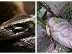 Heboh Kasus Ular Memangsa Manusia, Inilah 7 Fakta Mengejutkan Lainnya tentang Ular Piton
