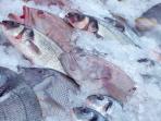 Meski Tergolong Lezat & Penuh Protein Jenis Ikan Ini Malah Harus Dihindari karena Efek Samping Bahayanya