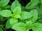 Sering Digunakan sebagai Bahan Makanan dan Minuman, Daun Mint Ternyata Memiliki 5 Manfaat Tersembunyi Ini