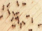 Tips Membasmi Semut agar Tak Balik Lagi dengan 5 Bahan Ini
