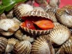 Wajib Waspada! Berikut Daftar Makanan Berbahaya di Dunia