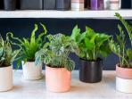 Miliki Rumah Bebas Polusi dengan Menanam Salah Satu Jenis Tumbuhan Ini