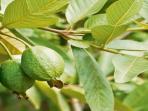 5 Khasiat Rutin Konsumsi Daun Jambu Biji Bagi Kesehatan Tubuh