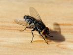 7 Cara Mudah dan Cepat Usir Lalat dari Rumah Anda