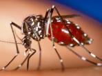 Selain Demam Berdarah, Waspadai Nyamuk Pembawa Flu Tulang yang Beredar di Musim Hujan