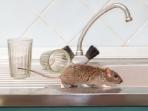 Terbukti Ampuh, Inilah 5 Cara Mengusir Tikus dari Dapur Rumah dengan Mudah